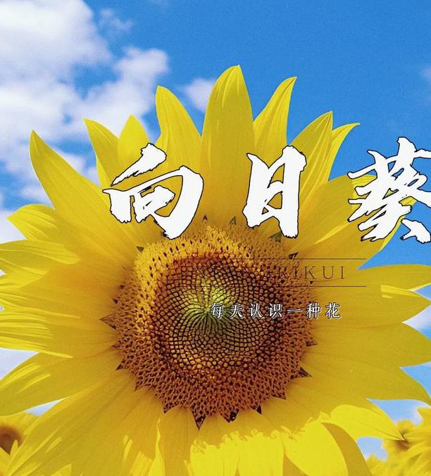 向日葵下载app下载安卓免费ios版下载