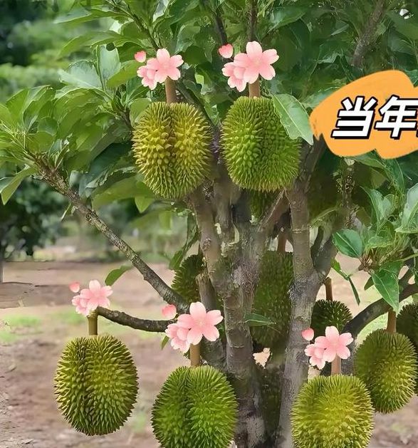 秋葵荔枝榴莲幸福宝