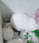 午夜小白兔视频