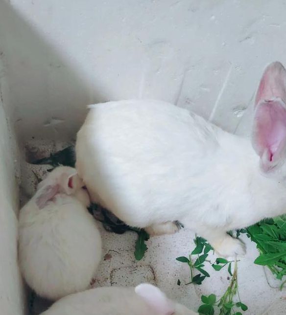 午夜小白兔视频