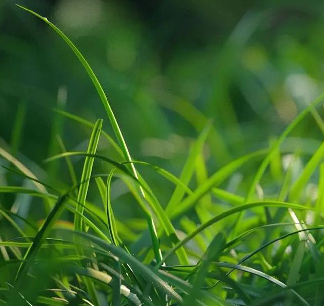 午夜小白兔视频