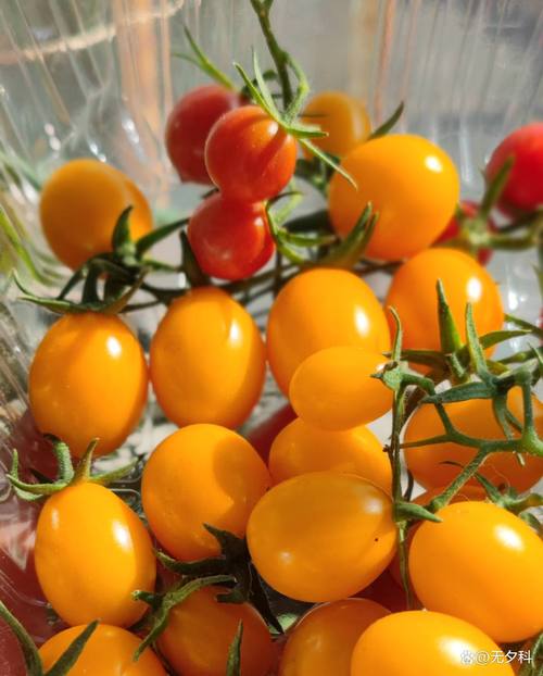 草莓樱桃丝瓜绿巨人秋葵教育免费版