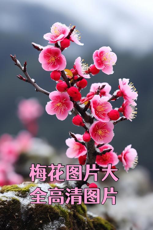 梅花视频下载汅api免费下载大全免费版