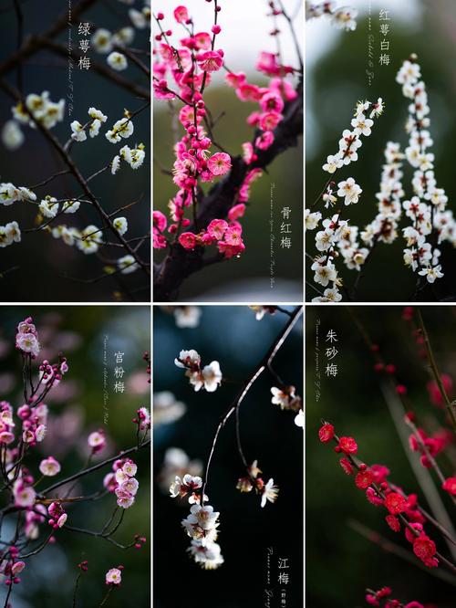 梅花视频下载汅api免费下载大全免费版