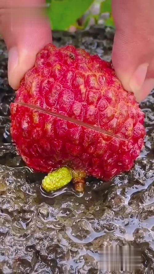 荔枝视频在线观看免费播放