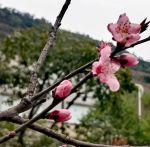 桃花社区高清视频