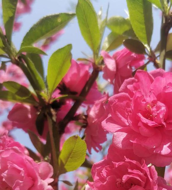 桃花社区高清视频