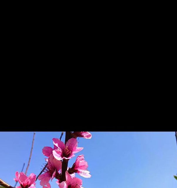 桃花社区高清视频