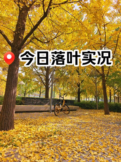 户外叶子为什么停播了