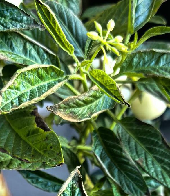 户外叶子为什么停播了