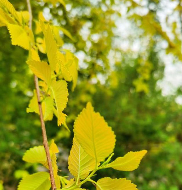 户外叶子为什么停播了