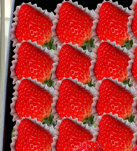 大草莓直播最新版