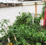 抖音樱桃丝瓜绿巨人黄瓜站长统计