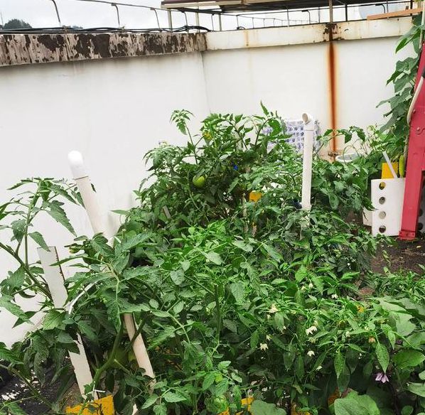 抖音樱桃丝瓜绿巨人黄瓜站长统计