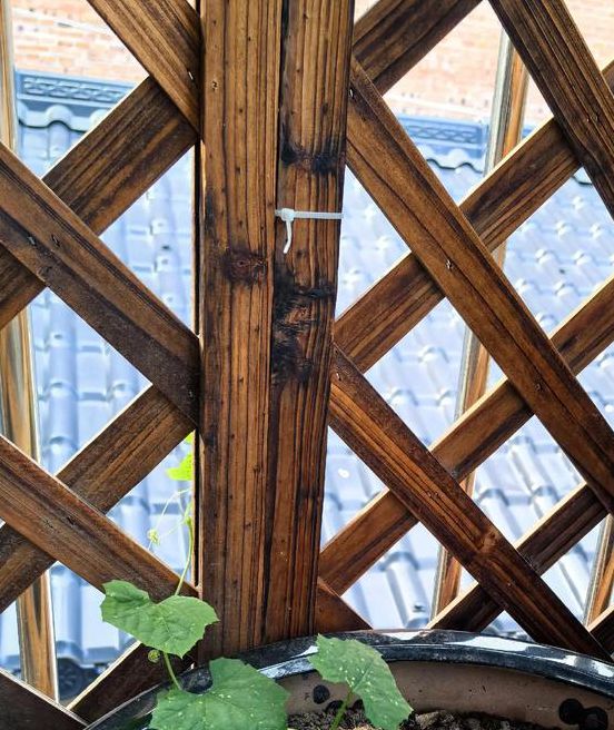 抖音樱桃丝瓜绿巨人黄瓜站长统计