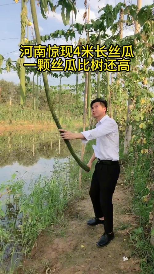 抖音樱桃丝瓜绿巨人黄瓜站长统计