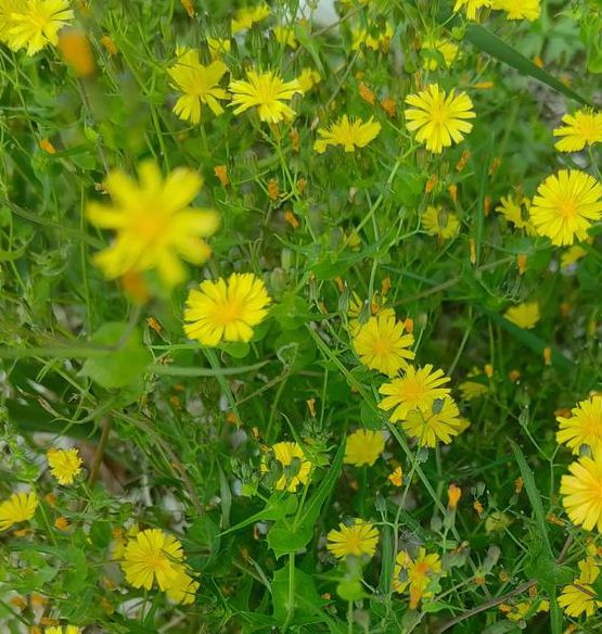 野花视频在线观看播放在线观看5