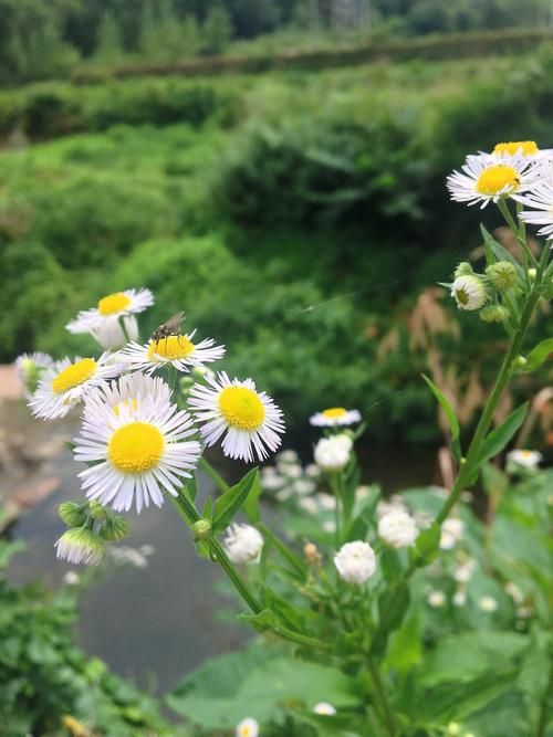 野花视频在线观看播放在线观看5