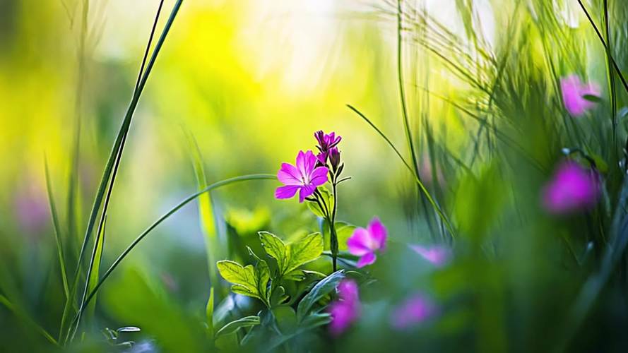 野花视频在线观看播放在线观看5