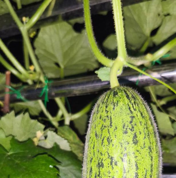 榴莲茄子香蕉丝瓜黄瓜西红柿