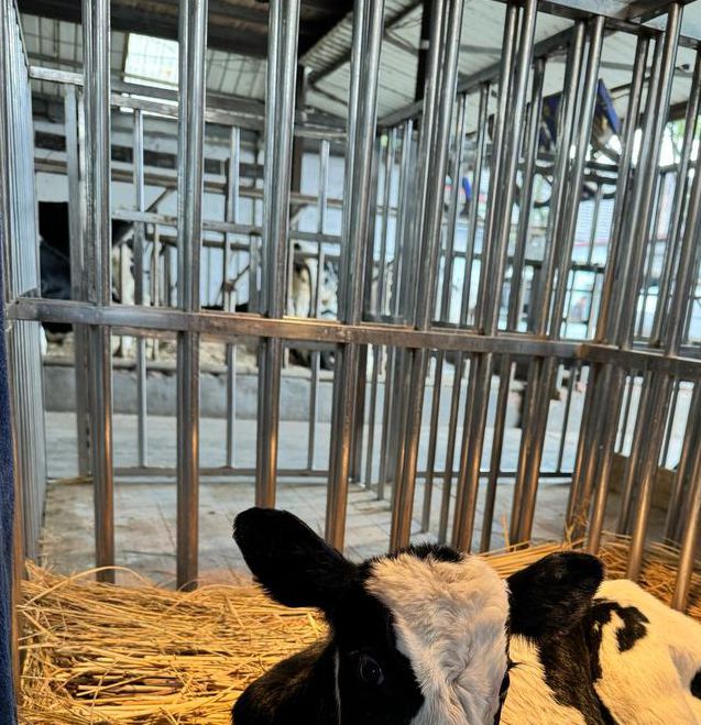 奶牛app福引导网站大全