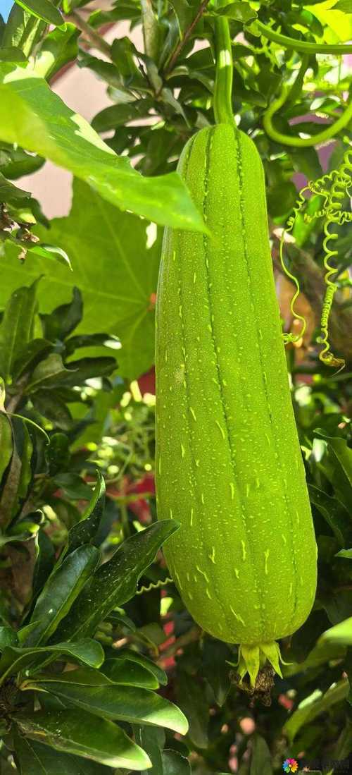 丝瓜秋葵草莓绿巨人香蕉抖音视频