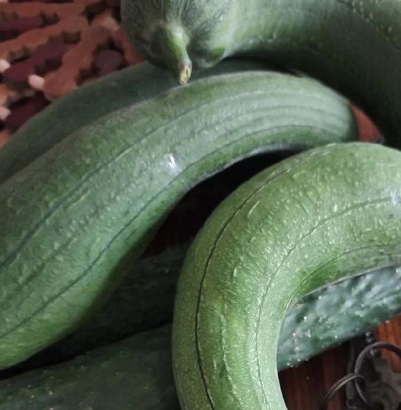 抖音樱桃丝瓜绿巨人黄瓜解锁版