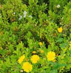 野花社区最新免费观看