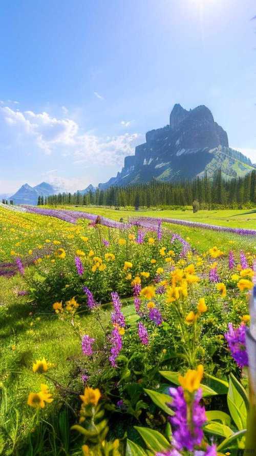 野花社区最新免费观看