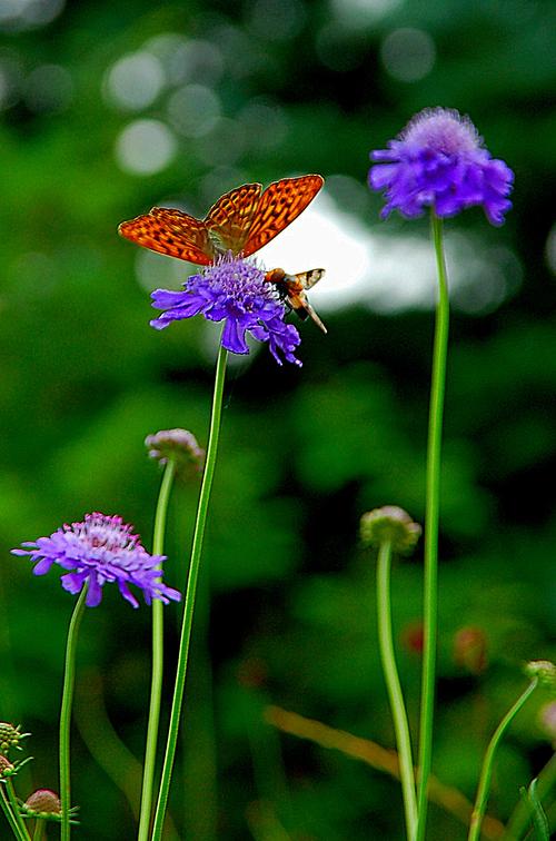 花蝶视频完整版在线观看