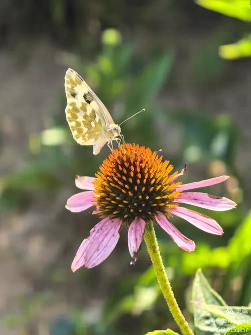 花蝶视频完整版在线观看