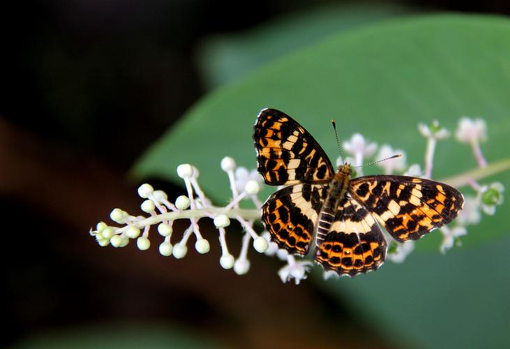 花蝶视频完整版在线观看