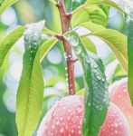 水蜜桃视频安卓版