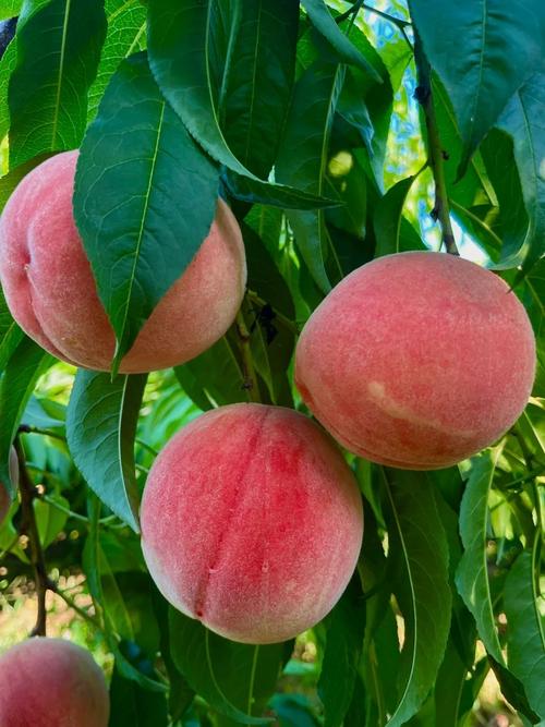 水蜜桃视频安卓版