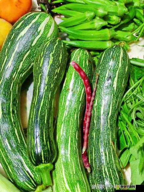 秋葵 茄子 丝瓜 香草 榴莲免费