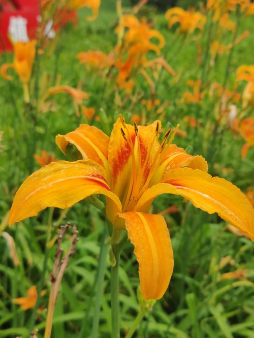 忘忧草网站访问2021中文字幕