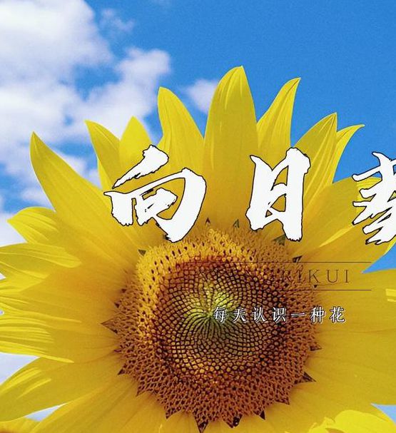 向日葵.app 免费下载安卓