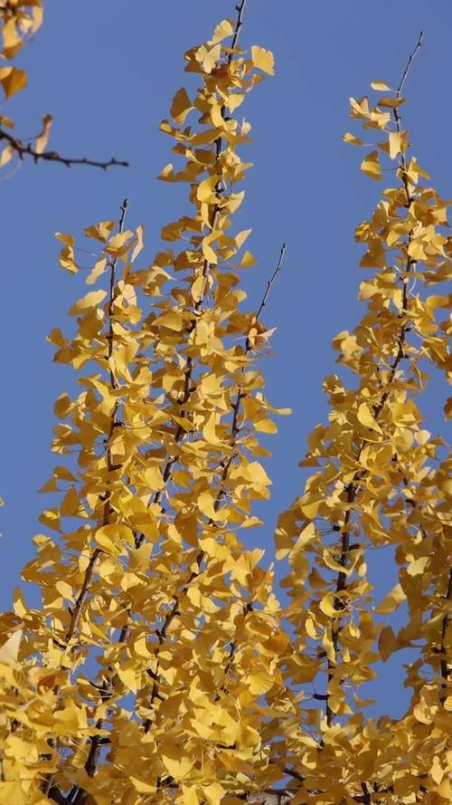 银杏视频www网在线观看免费版