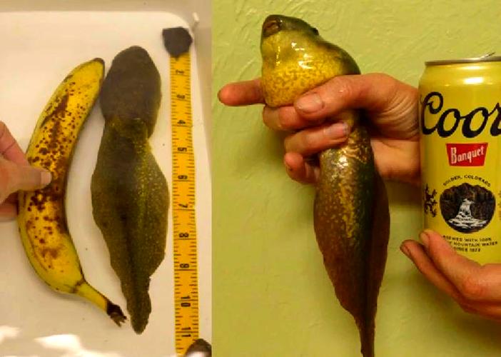 小蝌蚪香蕉黄瓜丝瓜绿巨