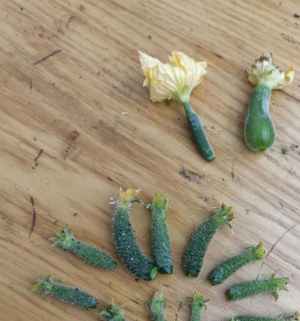 小蝌蚪香蕉黄瓜丝瓜绿巨