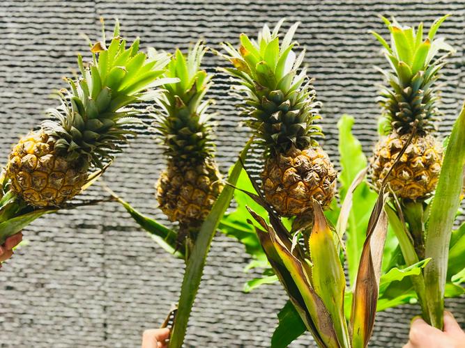 菠萝视频有爱大声说出来