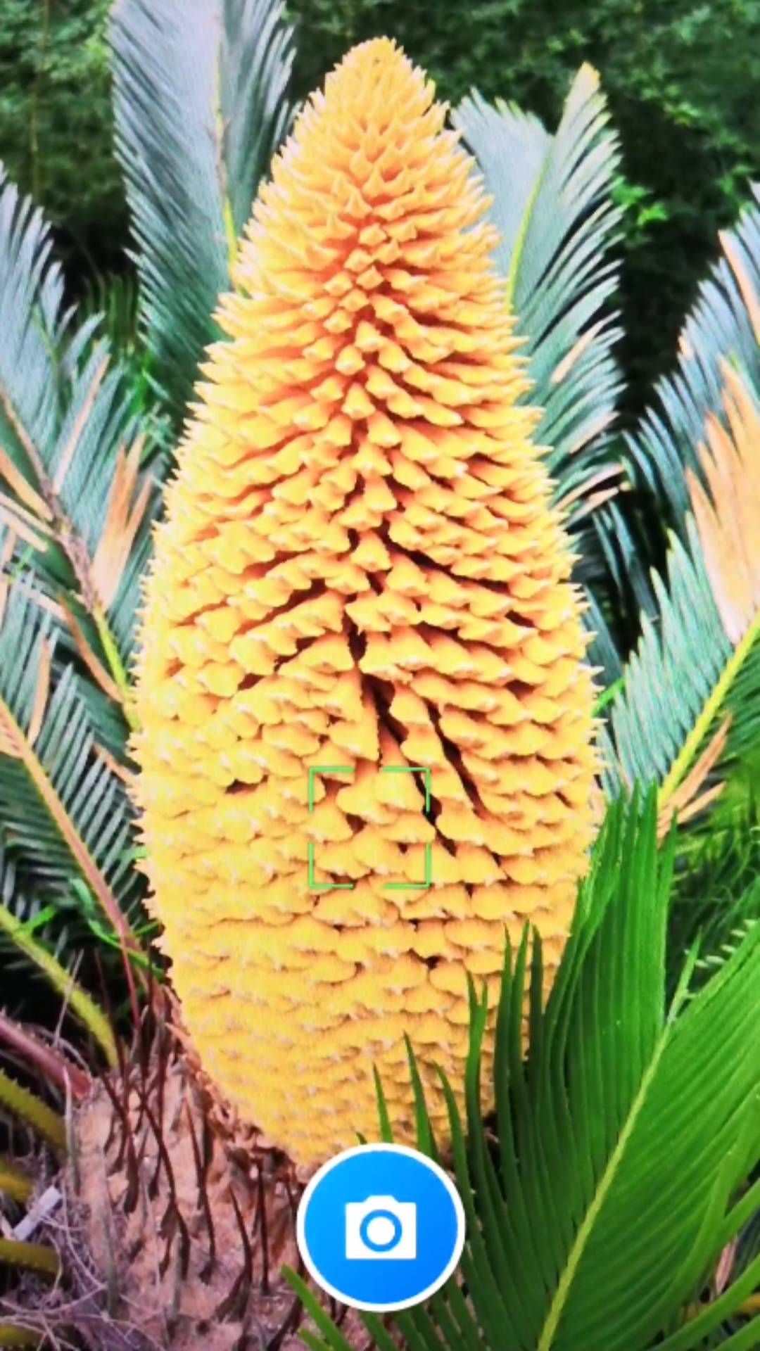 君子兰宝匣最新版