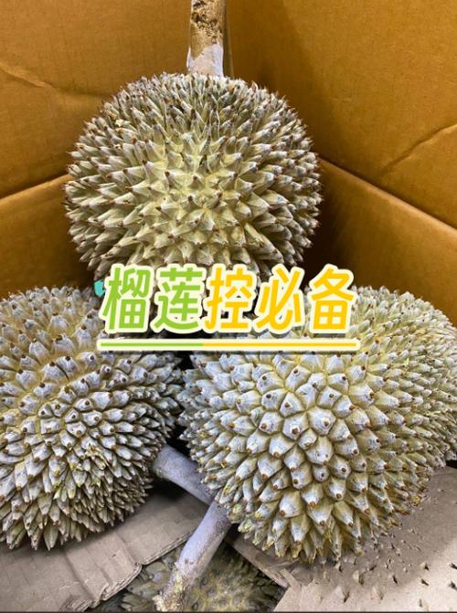 榴莲ll999.app.ios最新版