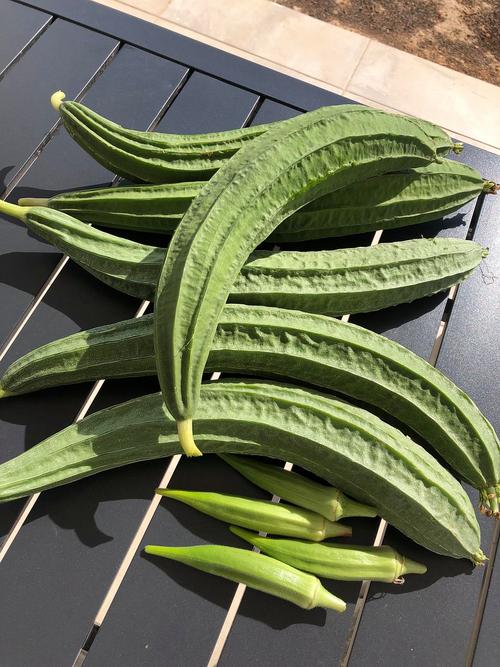 榴莲秋葵向日葵茄子丝瓜无限看