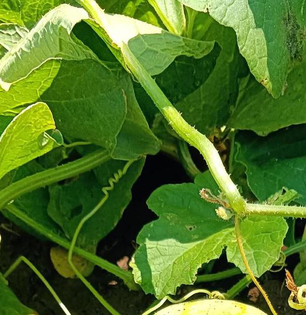 香瓜视频免费版