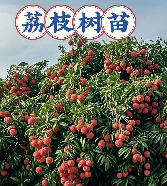 荔枝无限观看次数