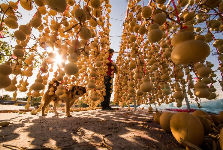 葫芦飘飘魅影在线