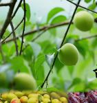 话梅下载地址入口