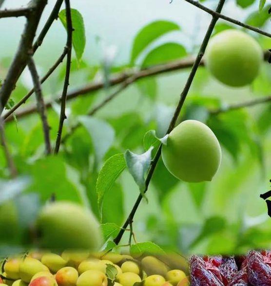 话梅下载地址入口