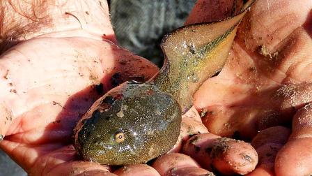 蝌蚪在线永久免费观看视频